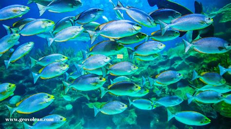 potensi perairan laut indonesia pemanfaatan sumber daya laut