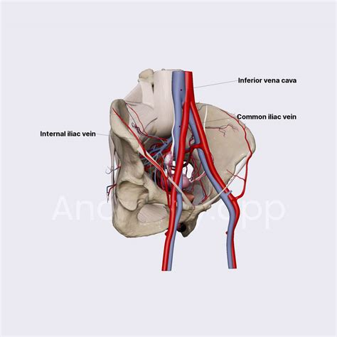 Superficial Circumflex Iliac Vein