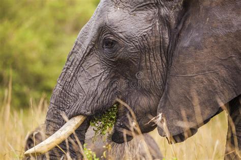 Elefant In Nationalpark Kenias Taita Hils Afrika Stockfoto Bild Von