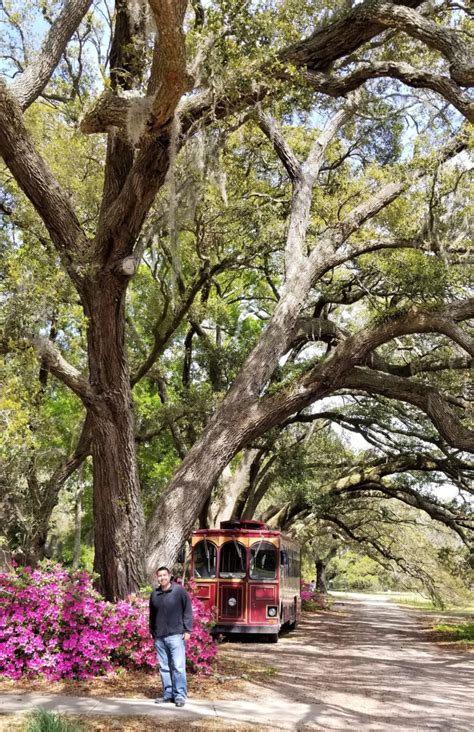 Charleston Tea Plantation: Tour America’s One and Only Tea Plantation ...