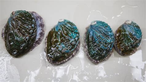 potret hamparan budidaya abalone  lepas pantai china