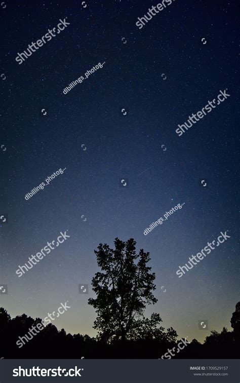 Silhouette Tree Under Starry Night Sky Stock Photo Edit Now 1709529157