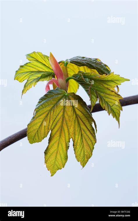 Sycamore Acer Pseudoplatanus Leaves And Leaf Buds Stock Photo Alamy