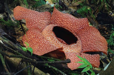 wow  gambar bunga raflesia sabah gambar bunga indah