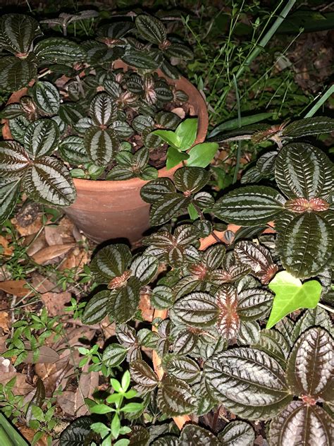 Pilea Plant Care Instructions - carsfi