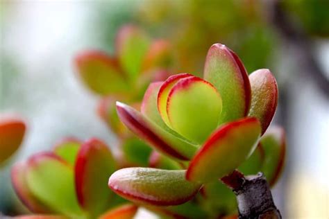 Dwarf Jade Plant Care Crosby S Dwarf Jade Care Guide