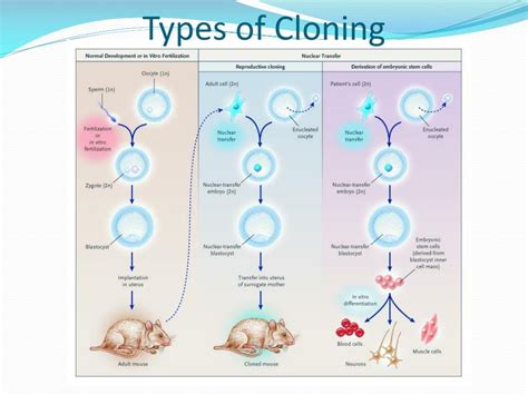 cloning types  examples  rebecca santana blog