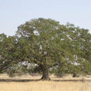 The Symbolic Meanings Of 7 Trees In The Bible