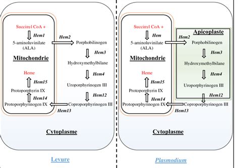 Biosynth Se De L H Me Chez La Levure Et Le Parasite Hem