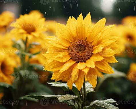 yellow sunflowers in the rain generative ai 28389747 Stock Photo at ...