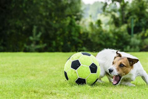 123+ Best Soccer Inspired Dog Name Ideas - WowPooch