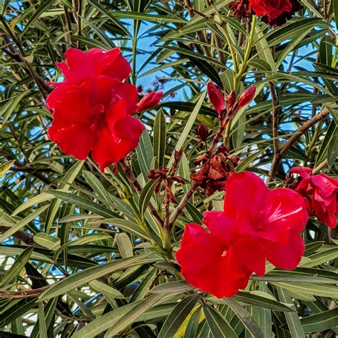 Nerium Oleander Espirradeira Biologia Da Paisagem