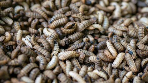 Maggots in Compost: Unwelcome Guests or Secret Allies in Your Garden ...