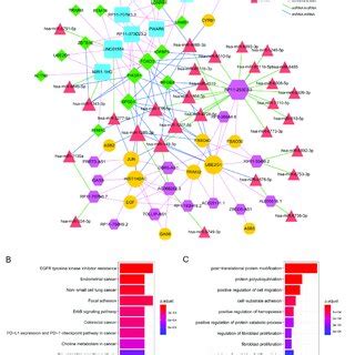 Construction Of CeRNA Network A LncRNA MiRNA MRNA CeRNA Network B