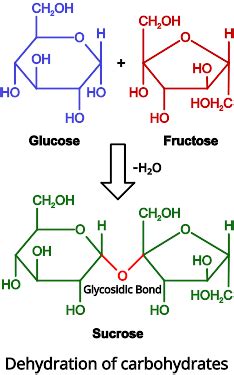 7 Differences Between Hydrolysis and Dehydration - PSIBERG