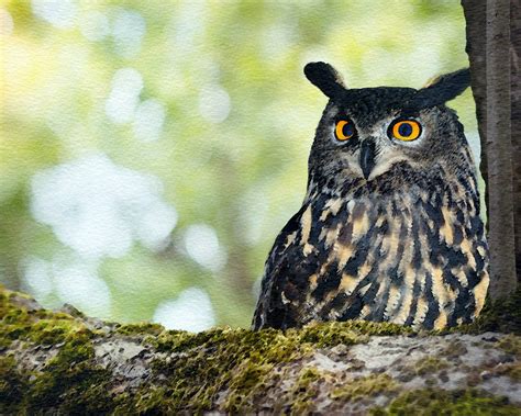 Owl In Woodland Tree Free Stock Photo Public Domain Pictures