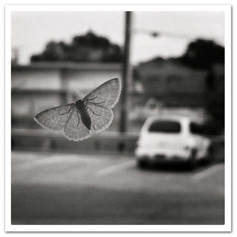 photo study  butterfly effect eric hatheway