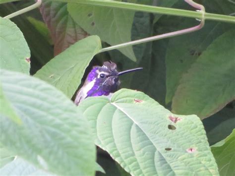 Hide and seek : r/hummingbirds