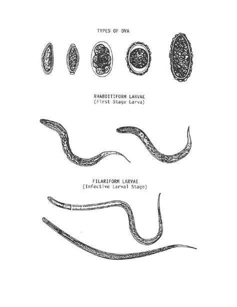 Figure 4 2 Nematode Ova And Larval Stages Parasitology Ii