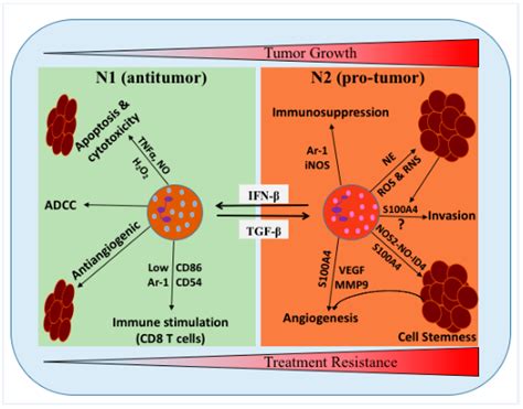 Ijms Free Full Text Role Of Neutrophils And Myeloid Derived Suppressor Cells In Glioma