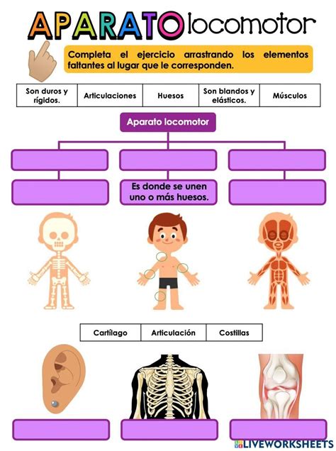 Pin De Laura Anaya En Aparato Locomotor En 2024 Actividades Para