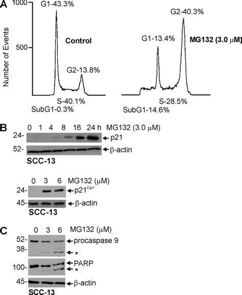 Impact Of MG132 On Cell Cycle And Apoptosis A SCC 13 Cells Were