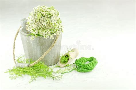 Planta Medicinal Del Millefolium Blanco De La Milenrama O De Achillea Milenrama De La Planta