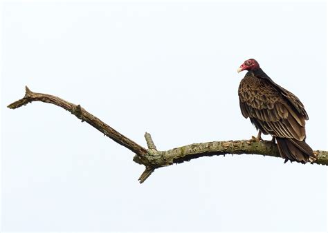 Turkey Vulture | Audubon Field Guide