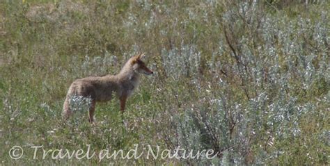 Wildlife in Teddy Roosevelt National Park – Liv for Nature Photography