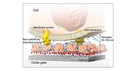 Live Monitoring Of Microenvironmental Ph Based On Extracellular Acidosis Around Cancer Cells