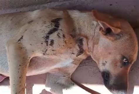 Pol Cia Prende Homem Que Atirou Em Cachorro Espingarda Na