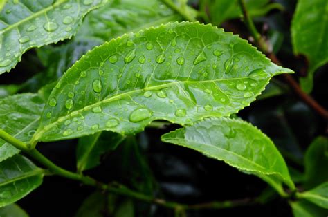 Le thé vert un thé à déguster et à cuisiner Observatoire des aliments