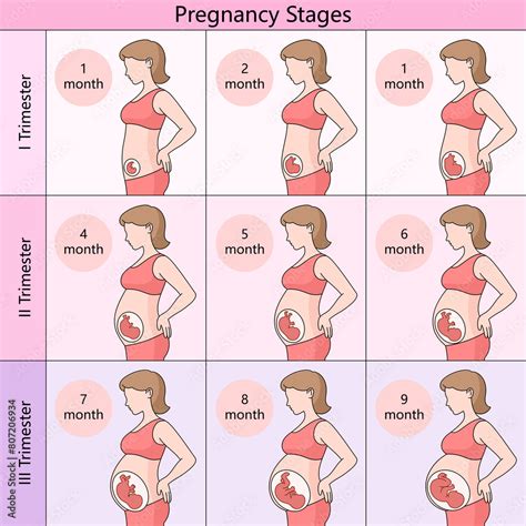 Guide Month By Month Stages Of Pregnancy Divided Into Trimesters