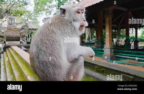 Monkey temple bali indonesia Stock Videos & Footage - HD and 4K Video ...