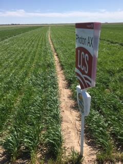 2021 Wheat Plot Golden Valley Inc