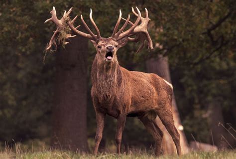 Majestic Sambar Stag Australian Hunting Consultants