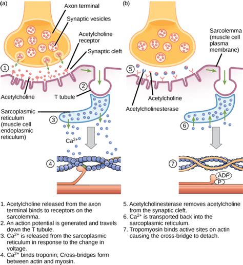 38 19 Muscle Contraction And Locomotion ExcitationContraction