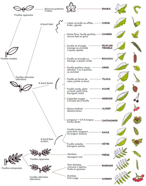Botanique Cles De D Termination Cl De D Termination Botanique