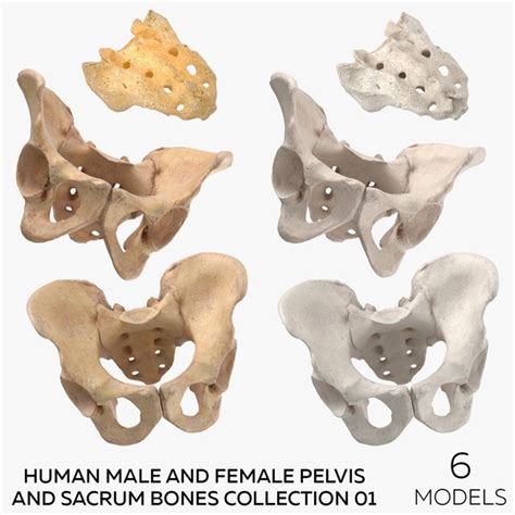 Pelvis 3d Models For Download Turbosquid