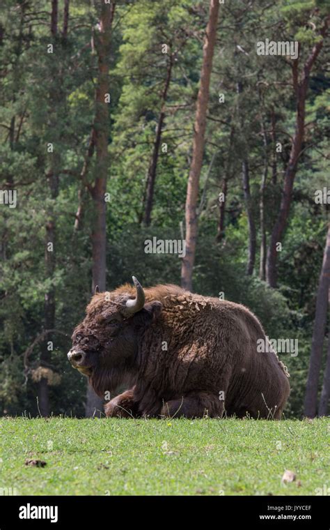 Grazing Cattle Bison Hi Res Stock Photography And Images Alamy