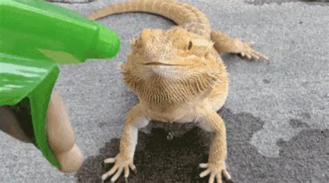 Feed Ur Thirst! GIF - Lizard Thirsty Drinking - Discover & Share GIFs