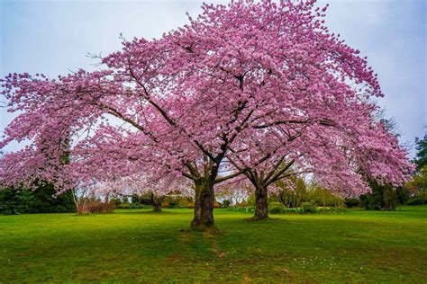 You Can Buy Cherry Blossom Trees for Just 9 at Home Depot | Southern Living