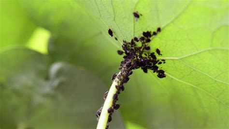 Gärtner Tipps So wird man Blattläuse im Garten los