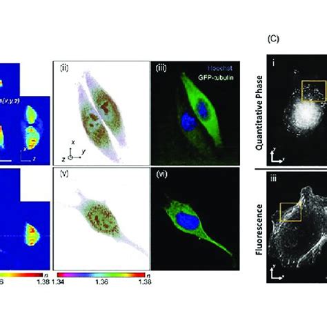 qpi   correlative imaging techniques  odt visualizes