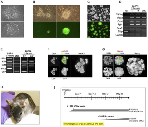 Klf4 And Oct4 Are Sufficient To Induce NS Cell Conversion To A Pre IPS