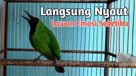 Cucak Ijo Gacor Cucak Ijo Lain Langsung Nyaut Dengar Ini YouTube