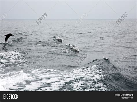 Dolphin. Common Image & Photo (Free Trial) | Bigstock