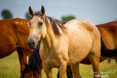 Wild Buckskin Horses