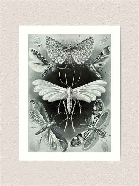 "Moth Vintage Botanical Illustration - Goth Dark Academia Insect ...