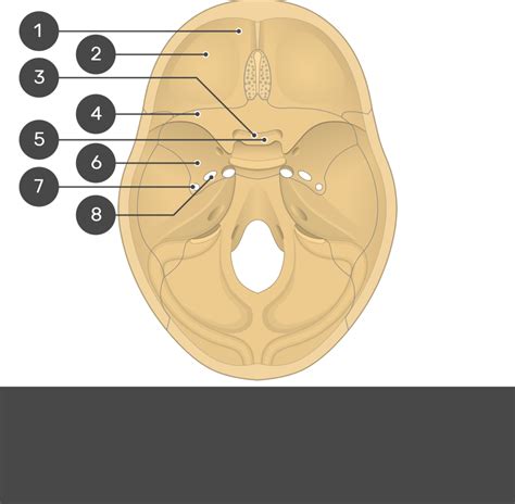 Fissures Foramina And Markings Of The Base Of The Skull GetBodySmart